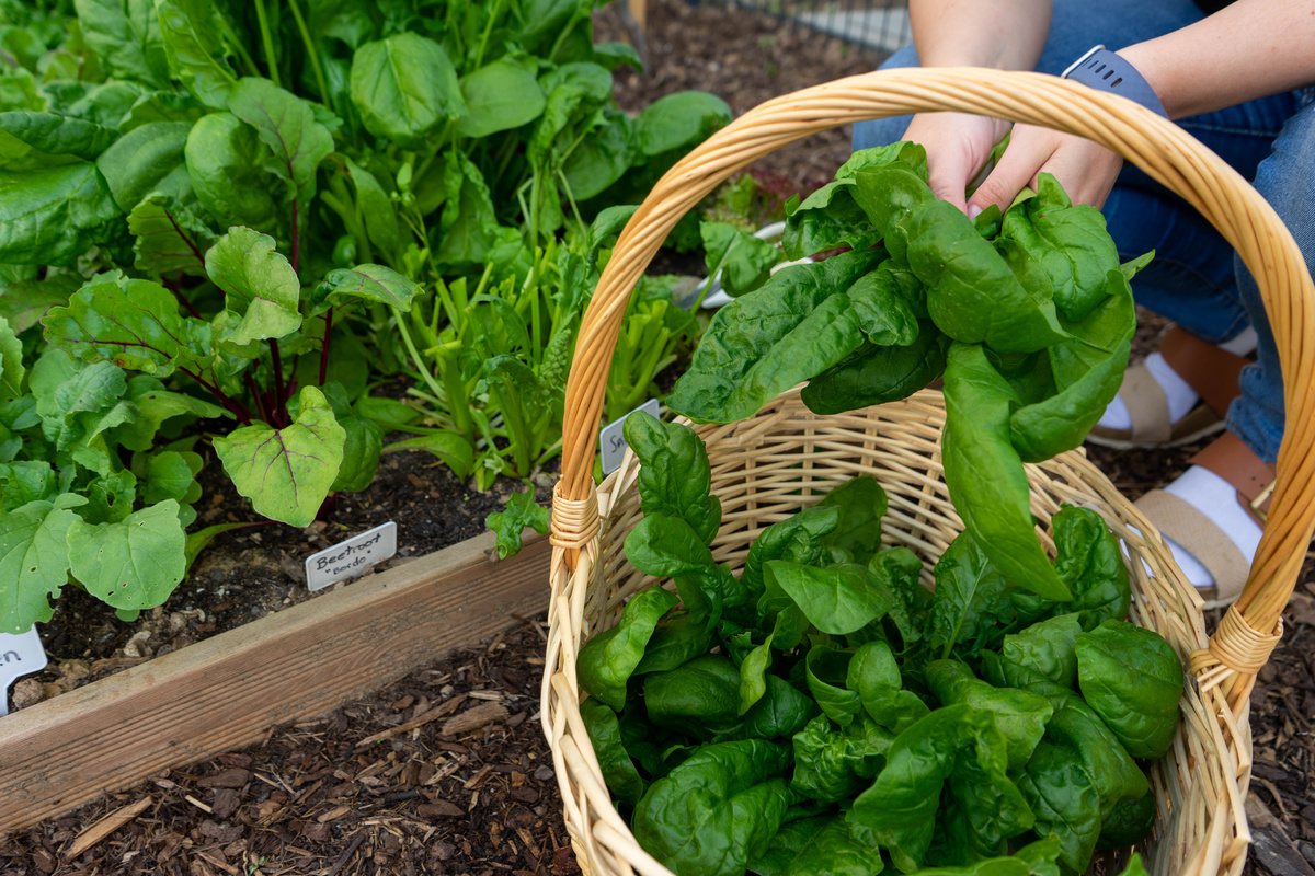 Nature's Superfood: Homegrown Spinach in the Garden. Small kitchen garden. Self-sufficiency