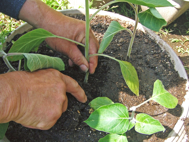 Kitchen garden