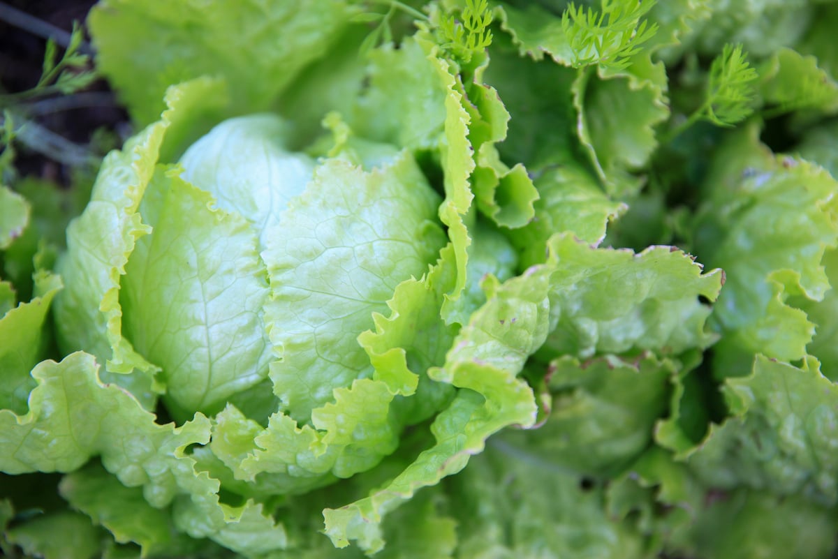 kitchen garden