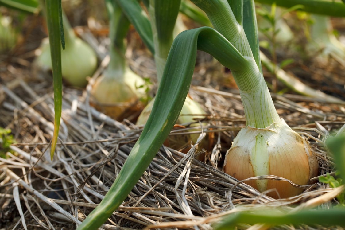 Onion field